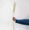 Buy Pampas Grass Online for Luxurious Home Styling
