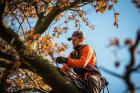 Castro Valley Tree Service