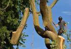 Castro Valley Tree Service