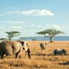 Embark on the Ultimate Tanzania Beach Safari