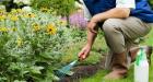 Grass Cutting