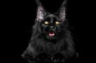 Maine Coon Kittens for Sale