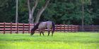 Rail HDPE Horse Fencing | Derby Fence Co.
