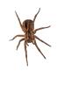 Thrive Pest Control