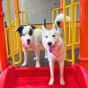 Top Dog Day Camp Near Me | South Park Adventureland