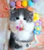Munchkin Cat For Sale