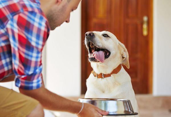 Can Probiotics for Dogs Boost Their Immune System?