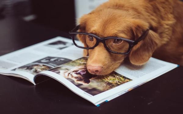Dookie Doctors Pet Waste Removal
