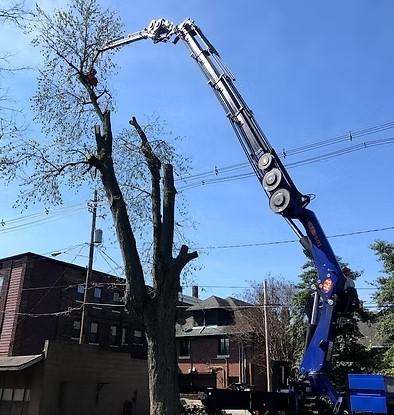 Emergency Tree Removal Service In Evansville Indiana | Gray's Tree & Crane