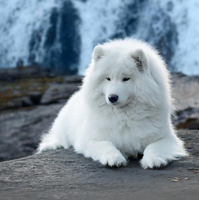 Excellent Temperament AKC Samoyed Puppies Ready for You