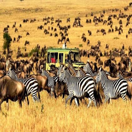 Experience the Big Five on a 7 Days Safari with Bigzone Safaris Africa Limited