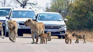 Experience the Ultimate Mombasa Adventure