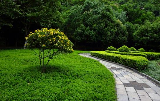 Expert Grass Cutting Service in Morrisville, PA