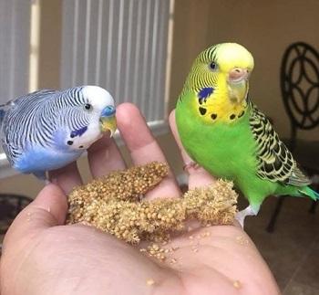 Hand Raised African Grey Parrots for Sale