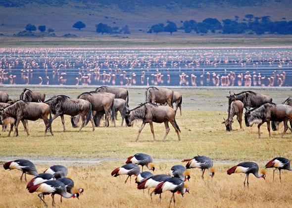 How to Choose the Best Safari Accommodation in Tanzania