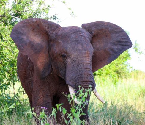 How to Plan a Tanzania Cultural Safari | Explore Traditions, Wildlife & Local Experiences
