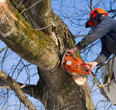 Shrub maintenance in college station