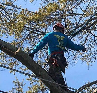 Shrub maintenance in college station