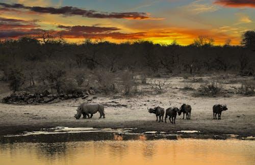 Stay in the Best Safari Lodges in Tanzania