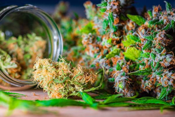 Trusted Source for Premium Cannabis Products in Scotland,