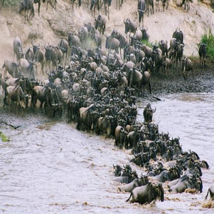 Unforgettable African Safaris