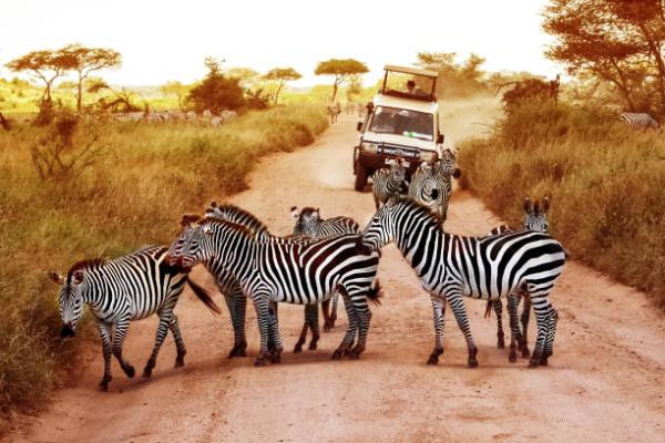 Unveil Tanzania’s Wonders with Fair Tanzania Safaris