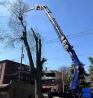 Emergency Tree Removal Service In Evansville Indiana | Gray's Tree & Crane