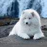 Excellent Temperament AKC Samoyed Puppies Ready for You