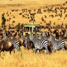 Experience the Big Five on a 7 Days Safari with Bigzone Safaris Africa Limited