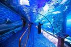Explore Dubai Aquarium & Underwater Zoo – A World Beneath the Waves!