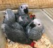 Hand Raised African Grey Parrots for Sale