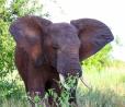 How to Plan a Tanzania Cultural Safari | Explore Traditions, Wildlife & Local Experiences