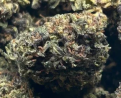 Wholesale THCA Flower