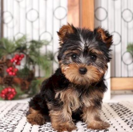 AKC Gorgeous Teacup Yorkie Puppies!
