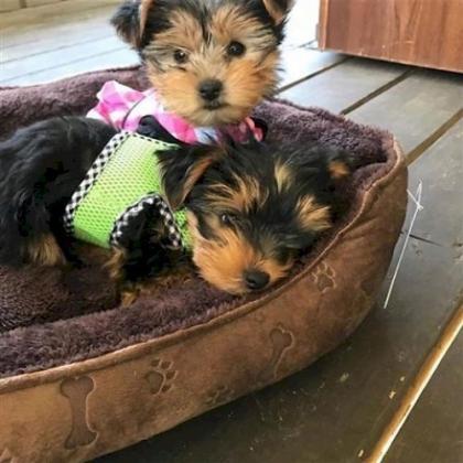AKC Gorgeous Teacup Yorkie Puppies!