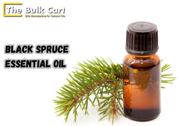 Black Spruce Essential Oil for Sale – Bulk & Wholesale Orders