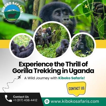 Book the Best Tanzania Safari Packages