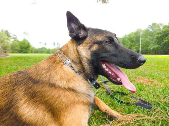 Stealth K9 Dog Training