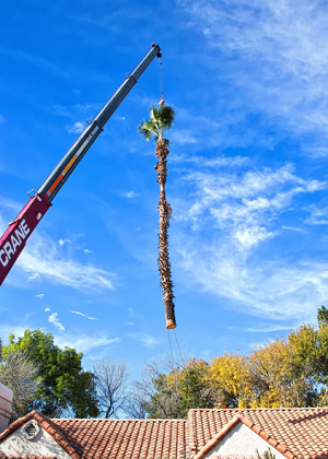 Tree Service San Tan Valley