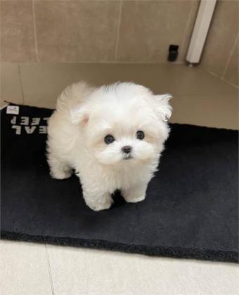 Two Top Class Maltese Puppies Available