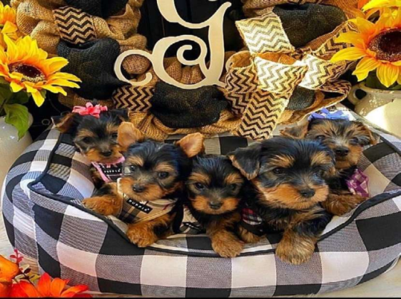 Teacup Yorkie puppy!