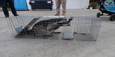 Vancouver Animal Exterminator