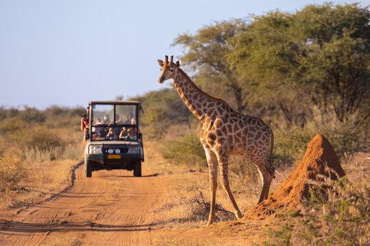 Witness the Beauty of Ngorongoro Conservation Area on Safari