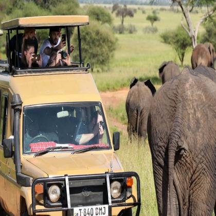 Your Ultimate Safari Begins with the Best Kenya Safari Tour Operators