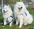 Beautiful Fluffy Samoyed Mix pups