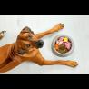 Human-Grade Dog Food: A Perfect Food For Your Canine's Nutritional Needs