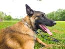Stealth K9 Dog Training