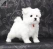 Two Top Class Maltese Puppies Available