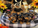 Teacup Yorkie puppy!