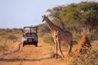 Witness the Beauty of Ngorongoro Conservation Area on Safari